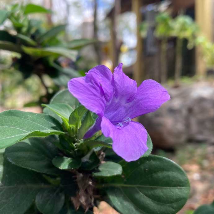 Jardin Alak